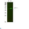 Nicotinamide Phosphoribosyltransferase antibody, LS-C813490, Lifespan Biosciences, Western Blot image 