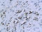 X-Linked Inhibitor Of Apoptosis antibody, 251644, Abbiotec, Immunohistochemistry paraffin image 