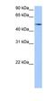 Estrogen Related Receptor Gamma antibody, orb330421, Biorbyt, Western Blot image 