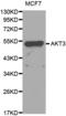AKT Serine/Threonine Kinase 3 antibody, STJ110974, St John
