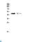 Chitinase Domain Containing 1 antibody, LS-C813768, Lifespan Biosciences, Western Blot image 