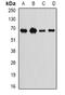 Integrator Complex Subunit 11 antibody, orb341112, Biorbyt, Western Blot image 