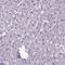 Amphiregulin antibody, NBP1-87071, Novus Biologicals, Immunohistochemistry paraffin image 