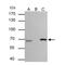 Lamin B2 antibody, NBP1-33205, Novus Biologicals, Immunoprecipitation image 