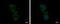 Zinc Finger BED-Type Containing 8 antibody, GTX123000, GeneTex, Immunocytochemistry image 