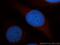 mDAPP1 antibody, 14722-1-AP, Proteintech Group, Immunofluorescence image 