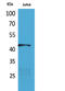 E2F Transcription Factor 4 antibody, STJ96687, St John