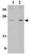 DNA Damage Inducible Transcript 4 antibody, ab106356, Abcam, Western Blot image 