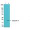 Claudin 1 antibody, A01585, Boster Biological Technology, Western Blot image 