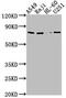 Ran-binding protein 9 antibody, CSB-PA853501OA01HU, Cusabio, Western Blot image 