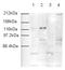 SWI/SNF Related, Matrix Associated, Actin Dependent Regulator Of Chromatin, Subfamily A, Member 5 antibody, ab3749, Abcam, Western Blot image 