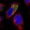 5-Phosphohydroxy-L-Lysine Phospho-Lyase antibody, NBP2-57386, Novus Biologicals, Immunofluorescence image 