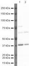 Annexin A2 antibody, PA5-19711, Invitrogen Antibodies, Western Blot image 