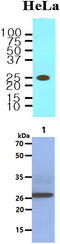 Tyrosine 3-Monooxygenase/Tryptophan 5-Monooxygenase Activation Protein Beta antibody, MBS200098, MyBioSource, Western Blot image 