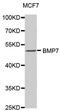 Bone Morphogenetic Protein 7 antibody, MBS126116, MyBioSource, Western Blot image 