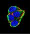 AKT Serine/Threonine Kinase 2 antibody, LS-C156234, Lifespan Biosciences, Immunofluorescence image 