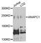 Anaphase Promoting Complex Subunit 1 antibody, MBS128785, MyBioSource, Western Blot image 
