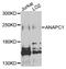 APC1 antibody, MBS128785, MyBioSource, Western Blot image 