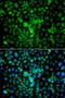 Cell Death Inducing DFFA Like Effector A antibody, PA5-76236, Invitrogen Antibodies, Immunofluorescence image 