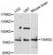Threonyl-TRNA Synthetase 2, Mitochondrial antibody, STJ114719, St John