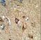 Cytochrome C Oxidase Subunit 5A antibody, LS-C166964, Lifespan Biosciences, Immunohistochemistry paraffin image 