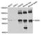 N-Sulfoglucosamine Sulfohydrolase antibody, A8148, ABclonal Technology, Western Blot image 