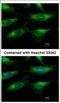 Nicotinamide Phosphoribosyltransferase antibody, NBP2-19467, Novus Biologicals, Immunocytochemistry image 
