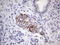 Protein O-Mannose Kinase antibody, LS-C339248, Lifespan Biosciences, Immunohistochemistry paraffin image 