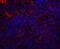 Quiescin Sulfhydryl Oxidase 1 antibody, NBP2-81797, Novus Biologicals, Immunofluorescence image 