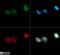 DNA Methyltransferase 3 Alpha antibody, NB100-265, Novus Biologicals, Immunocytochemistry image 