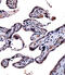 Interleukin 9 Receptor antibody, abx027998, Abbexa, Immunohistochemistry frozen image 