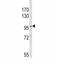 NLR Family Pyrin Domain Containing 3 antibody, F51203-0.4ML, NSJ Bioreagents, Western Blot image 