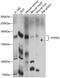 Protein Tyrosine Phosphatase Receptor Type G antibody, 15-451, ProSci, Western Blot image 