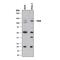 ADAM Metallopeptidase Domain 17 antibody, MAB21291, R&D Systems, Western Blot image 