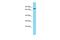 Tubulin Tyrosine Ligase Like 12 antibody, A14589, Boster Biological Technology, Western Blot image 