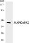 MAPK Activated Protein Kinase 2 antibody, LS-C292165, Lifespan Biosciences, Western Blot image 