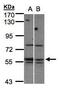 Serine/threonine-protein kinase 24 antibody, GTX107834, GeneTex, Western Blot image 