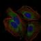 CD59 Molecule (CD59 Blood Group) antibody, GTX60658, GeneTex, Immunofluorescence image 