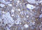 RAB21, Member RAS Oncogene Family antibody, LS-C174515, Lifespan Biosciences, Immunohistochemistry frozen image 