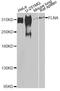 Filamin A antibody, A7896, ABclonal Technology, Western Blot image 