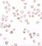 TGFB1-Induced Anti-Apoptotic Factor 1 antibody, GTX31535, GeneTex, Immunofluorescence image 