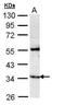 GTPase IMAP family member 5 antibody, PA5-28872, Invitrogen Antibodies, Western Blot image 
