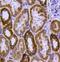 Paired amphipathic helix protein Sin3b antibody, orb378415, Biorbyt, Immunohistochemistry paraffin image 