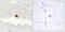 Diacylglycerol Kinase Zeta antibody, GTX87908, GeneTex, Immunohistochemistry paraffin image 