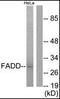 Fas Associated Via Death Domain antibody, orb95926, Biorbyt, Western Blot image 