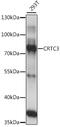 CREB Regulated Transcription Coactivator 3 antibody, 16-305, ProSci, Western Blot image 