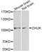 Component Of Inhibitor Of Nuclear Factor Kappa B Kinase Complex antibody, LS-C746736, Lifespan Biosciences, Western Blot image 