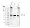 Hydroxy-Delta-5-Steroid Dehydrogenase, 3 Beta- And Steroid Delta-Isomerase 1 antibody, M02856, Boster Biological Technology, Western Blot image 