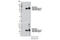 Glutamate Dehydrogenase 1 antibody, 12793S, Cell Signaling Technology, Western Blot image 