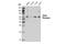 Purinergic Receptor P2X 4 antibody, 70659S, Cell Signaling Technology, Western Blot image 